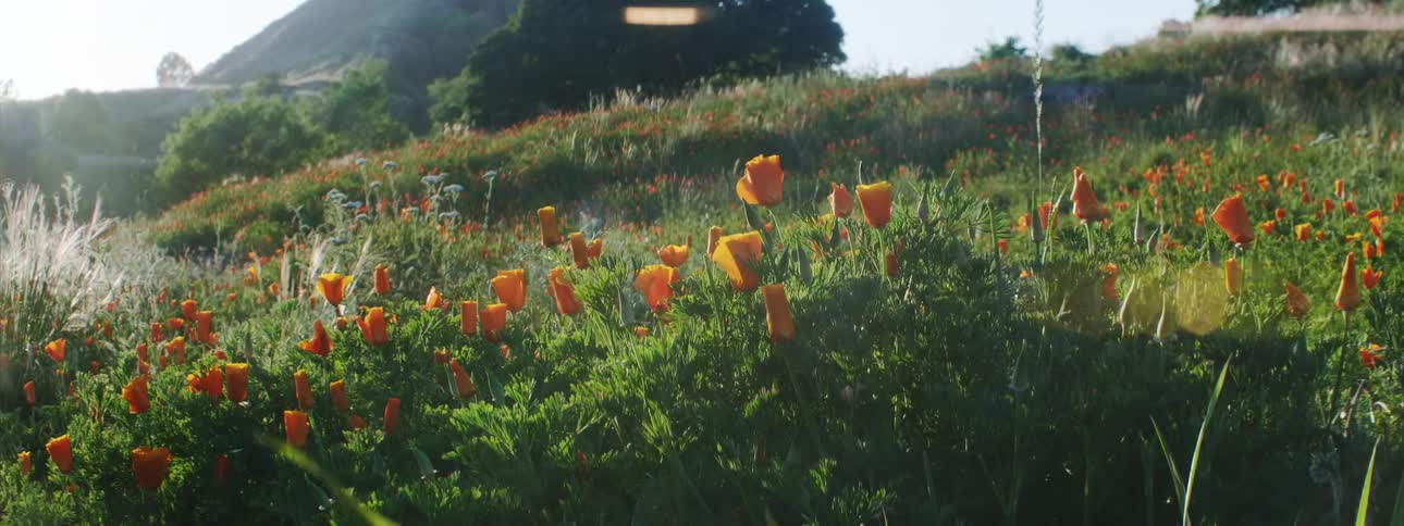 A field of orange wild flowers growing in the grass of a hill in the morning