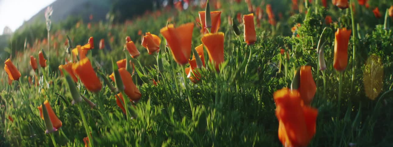 Orange flowers on the side of hill on a sunny day