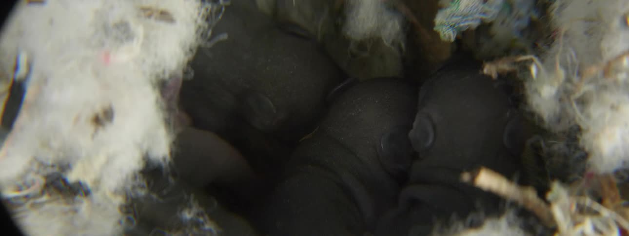 Baby animals huddle together in fur lined nest