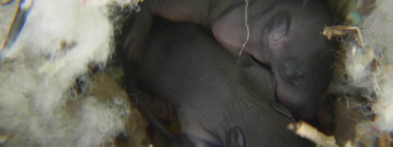 Newborn baby animals in a nest
