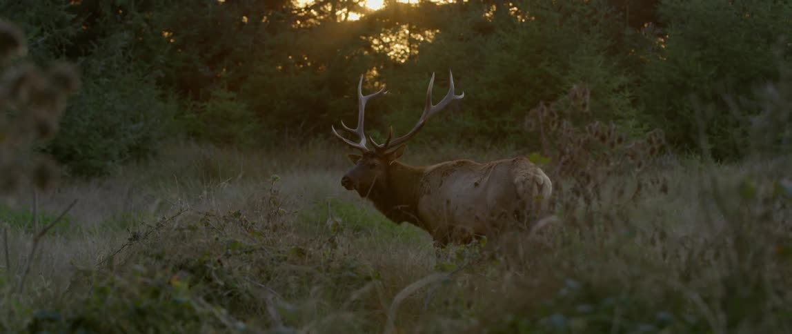 A large animal with huge horns looks up from eating grass