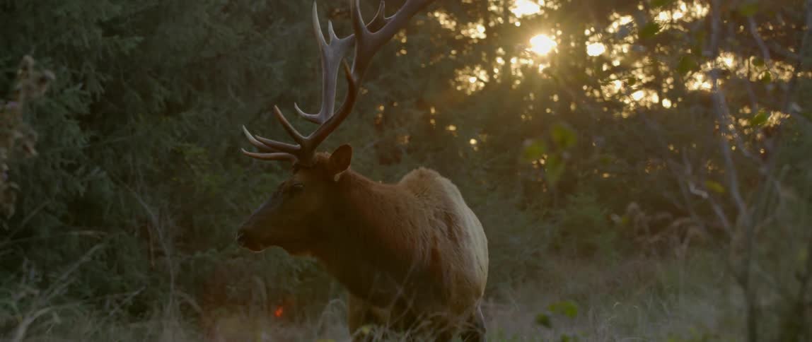 An animal with antlers walks through the woods