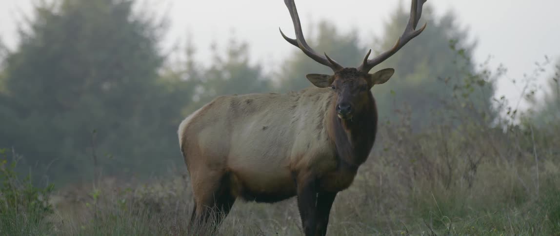 A deer grazing in a field raises its head