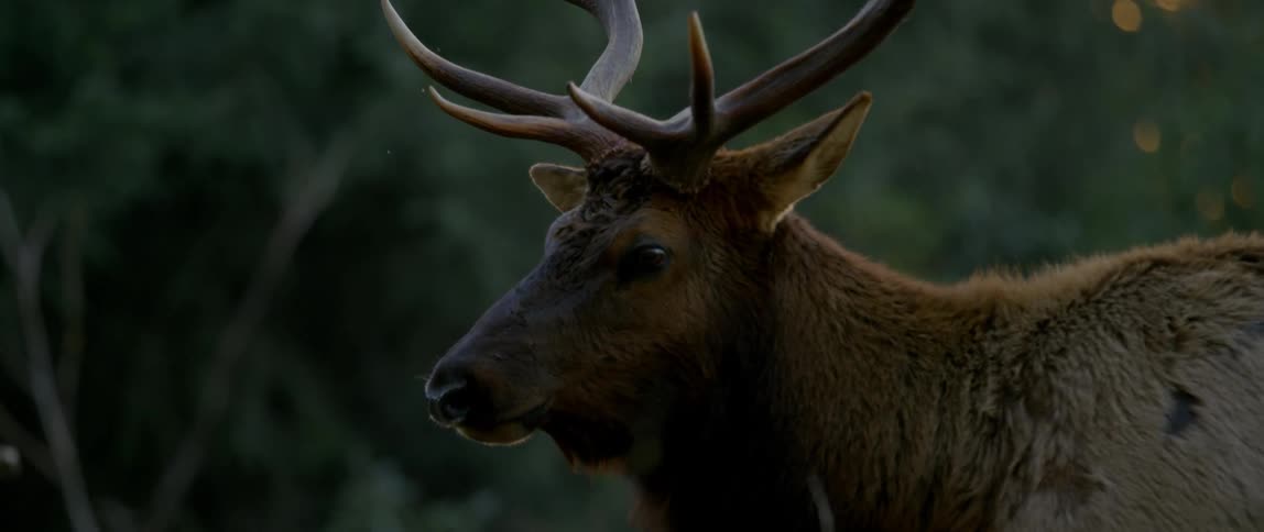 Close up of an animals head and huge antlers as it turns