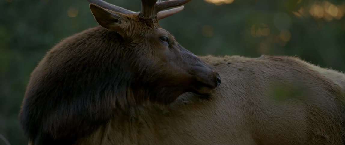 A wet animal with antlers turns to chew on its fur