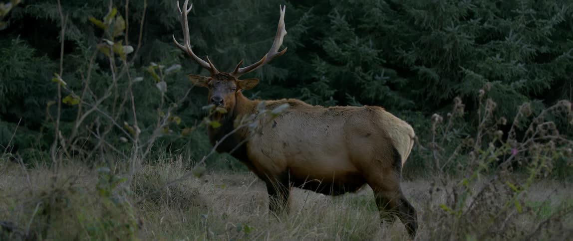 A large animal with big antler sis standing on a grass field