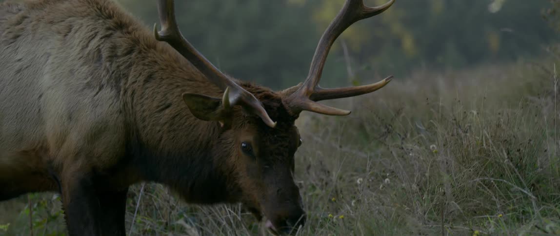 A large animal with antlers is standing on a field grazing grass
