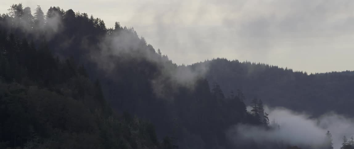 Fog hovering over a dense forest on cloudy day