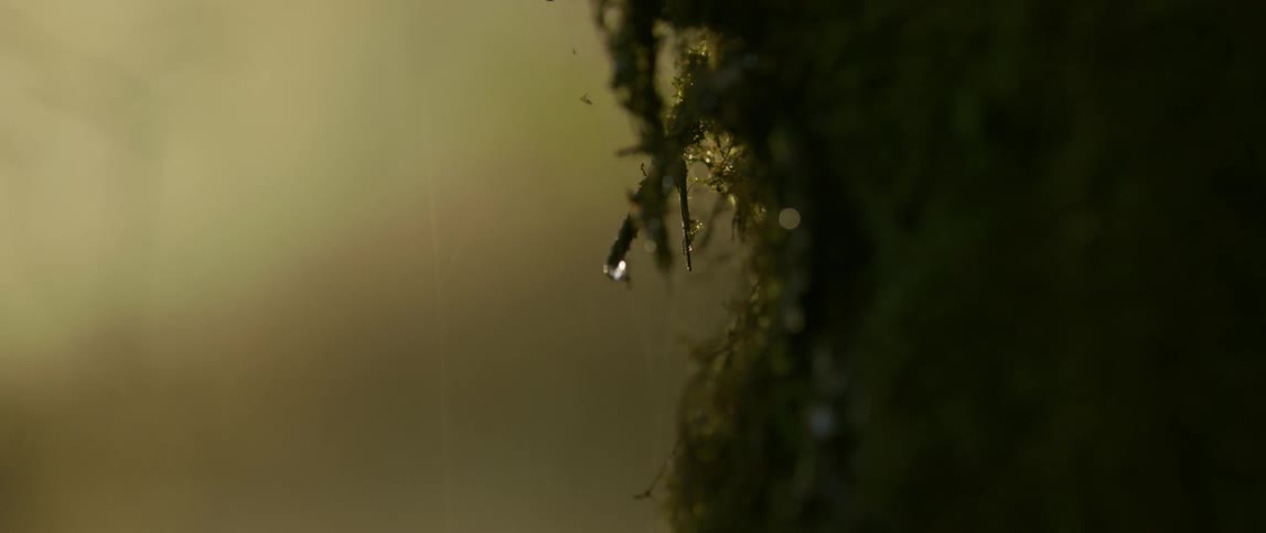 Water drops clinging to moss