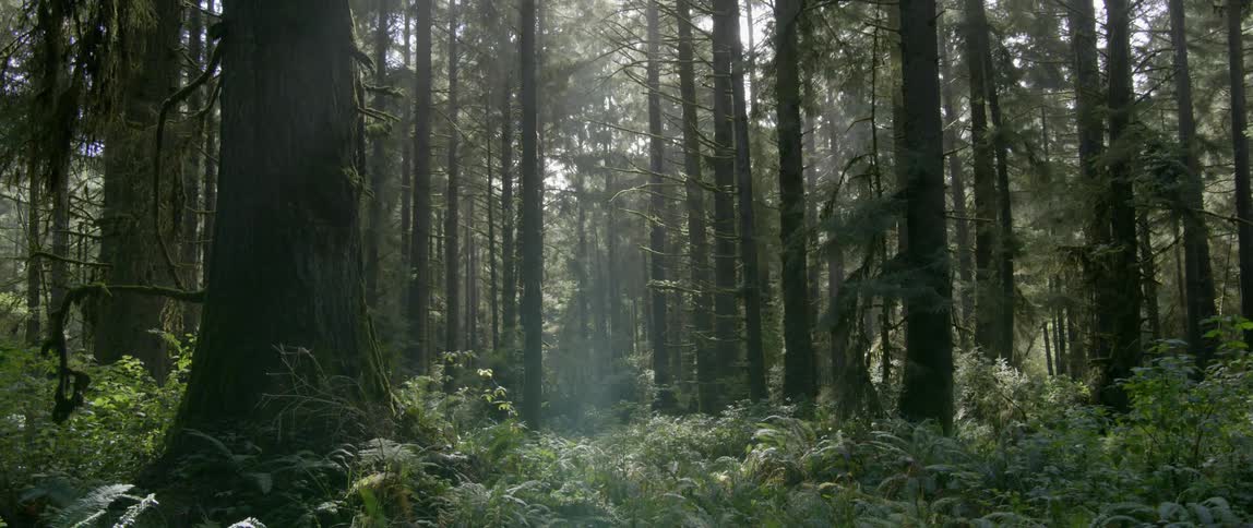 A dense forest has sun coming through the top of the trees