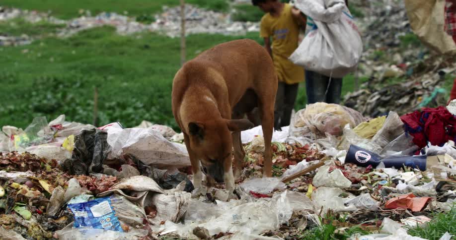 A dog finds a piece of edible food in the midst of a landfill as several people walk past