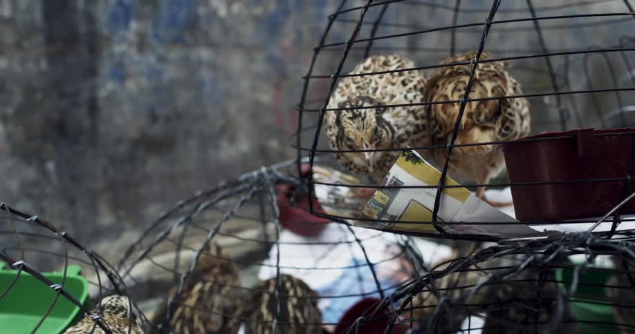 Birds move around in the small cages