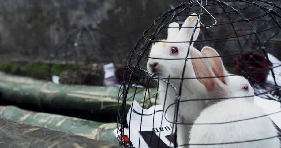 Two rabbits in a cage with two birds in a cage in the background