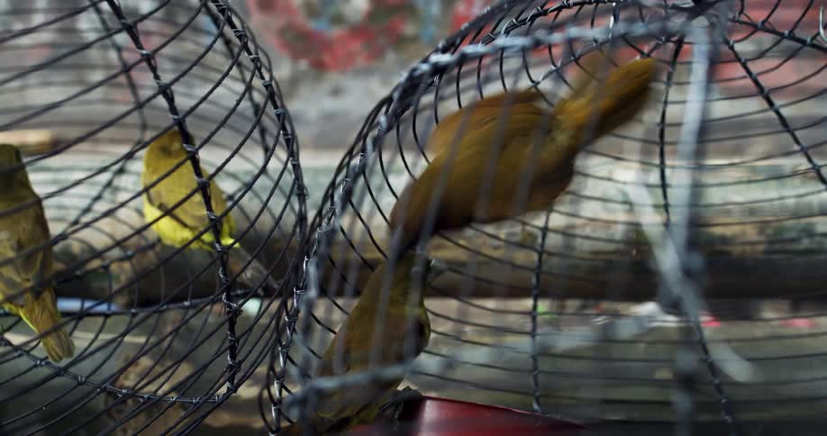 Two wire cages contain small yellow birds moving around inside