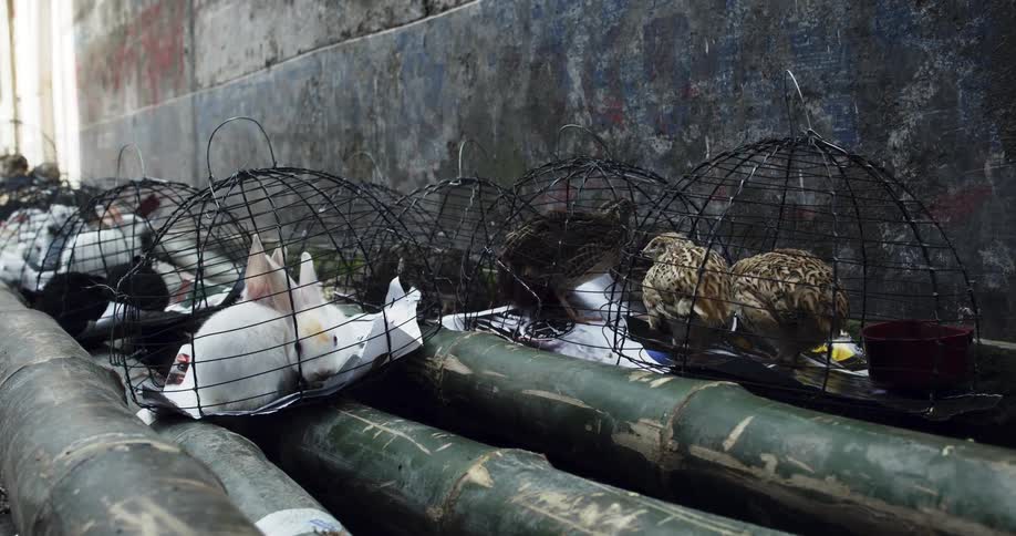White rabbits and chickens in round cages over bamboo in a street