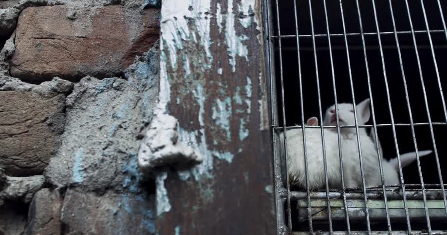 White rabbits on a metal cage in a wall