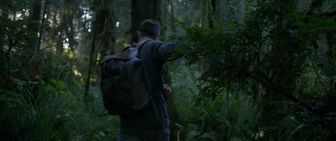 A man walks through a dense forest of pines and ferns
