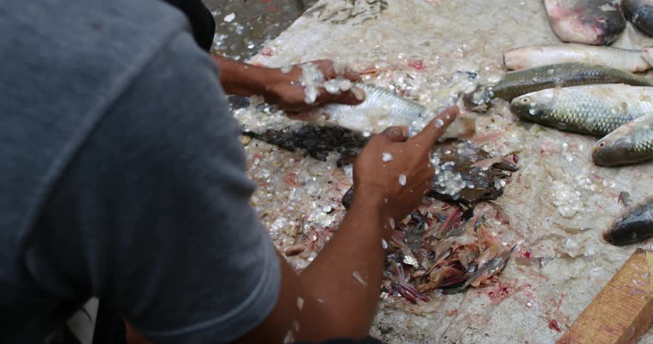 A man uses a tool to scale fish outdoors during the day