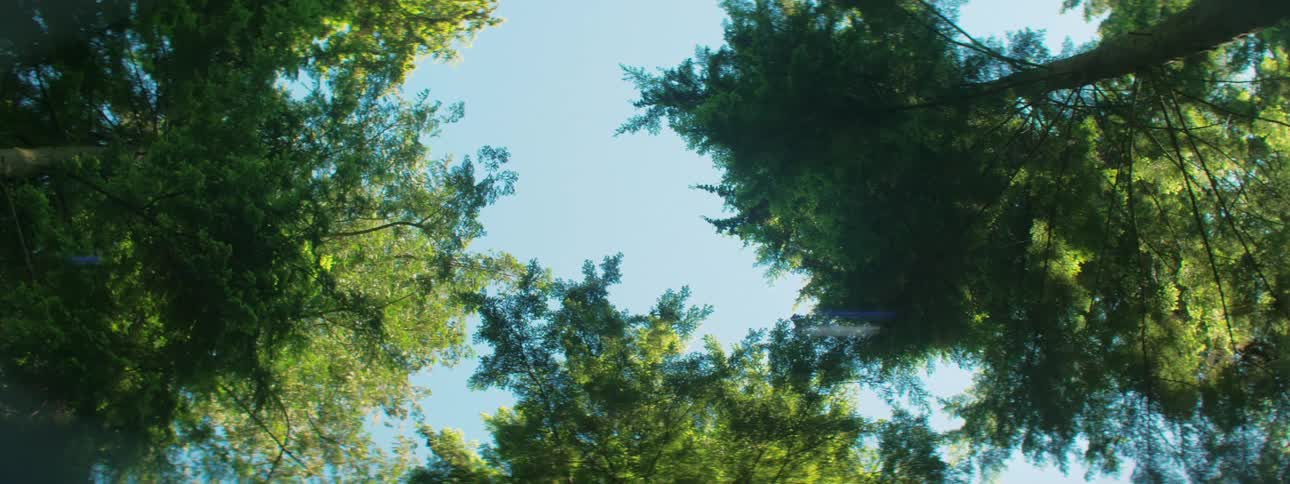 Trees in a forest are displayed in spring