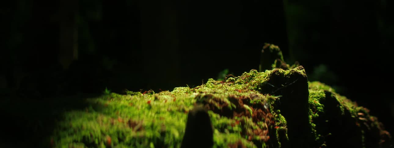 A spider web is built into the side of a terrarium made of a dirt hill and grass