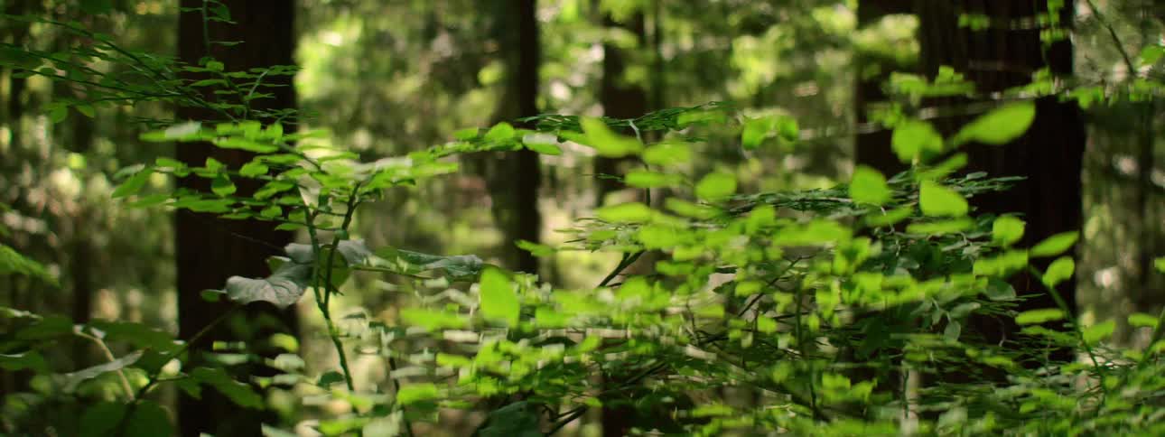 Trees in a forest is displayed
