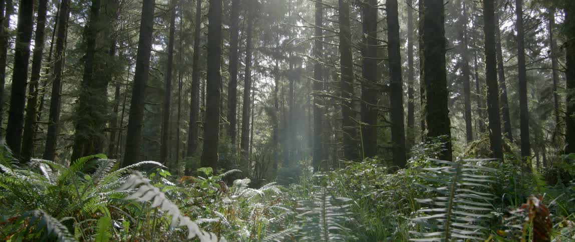 Foliage and trees grow in a sunny forest