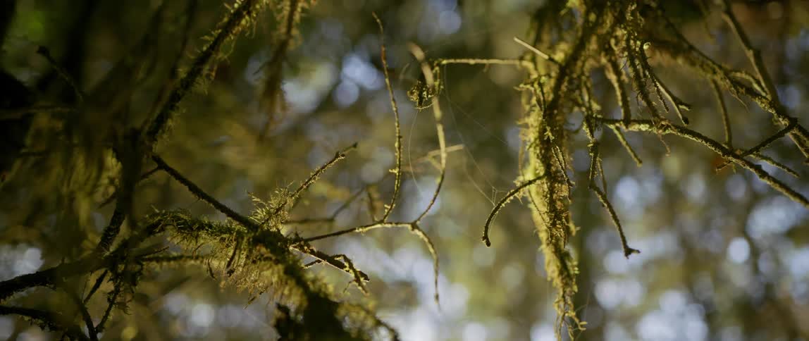 Mossy tree branches and spider webs