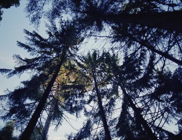 Tall trees in a forest on a summer day