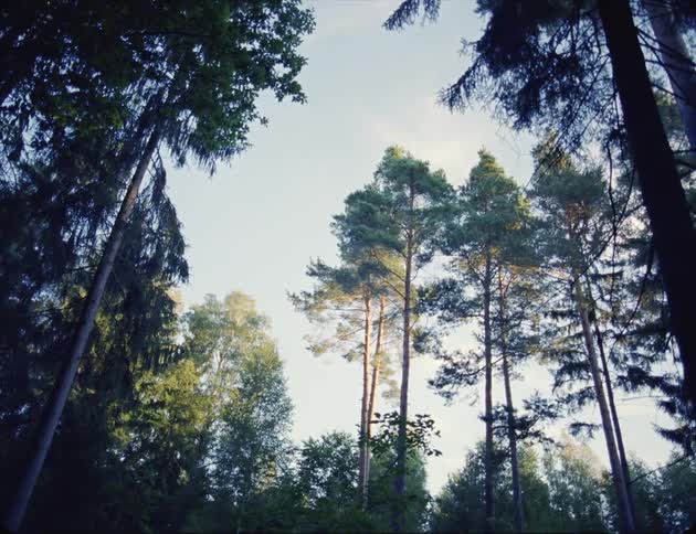 Tall trees in the forest under a blue sky at sunrise