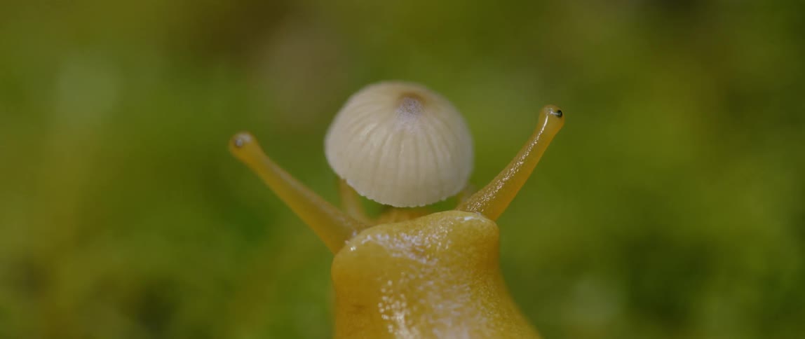 Close up of a yellow slug moving