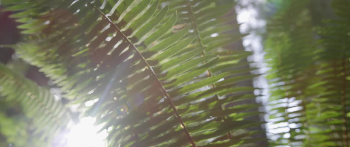 Sunlight filters through leafy ferns