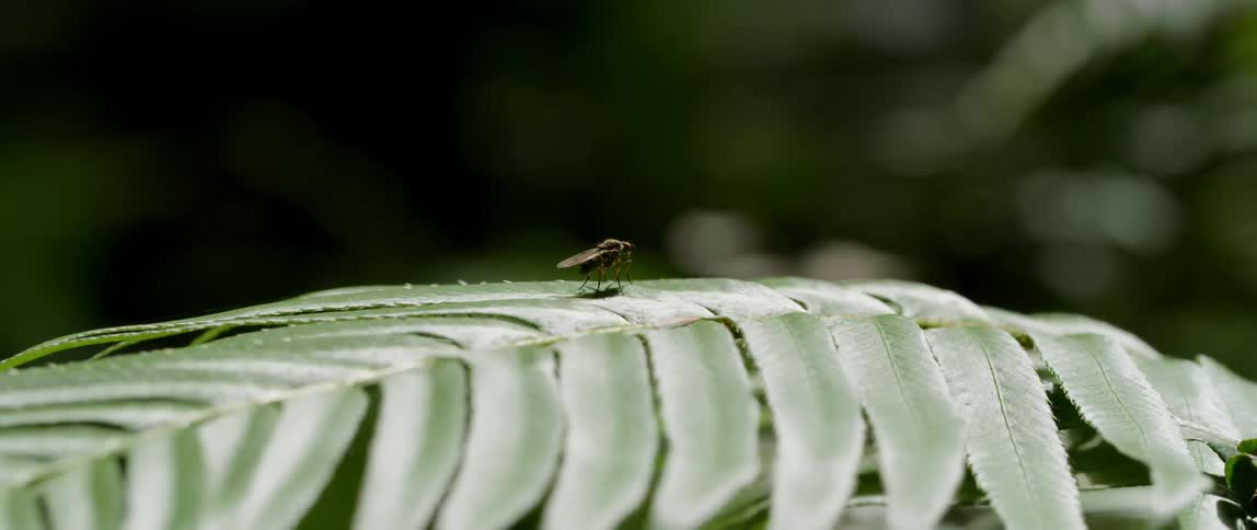 A fly sits on the frond-like leaves of a plant
