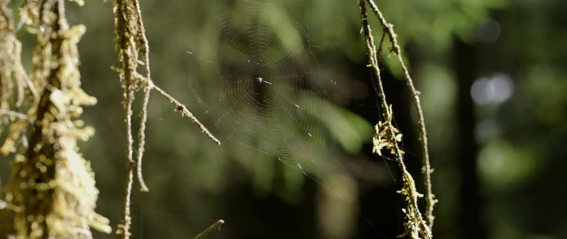 A spiderweb moves in the breeze