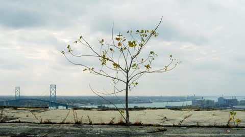 A lone tree with sparse leaves on it stands by the side of a dilapidated road
