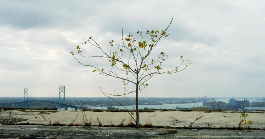 A lone tree with sparse leaves on it stands by the side of a dilapidated road