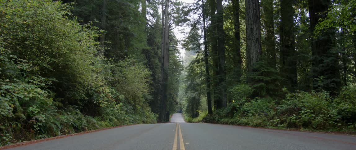 A road runs through a forested area