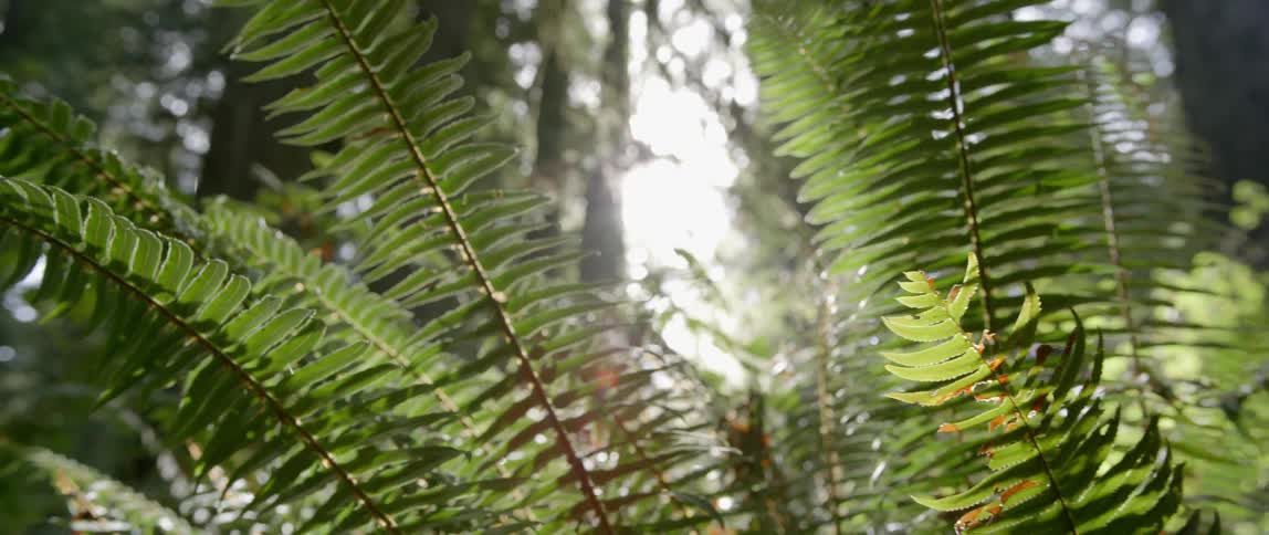 Close up of leaves with sun shining through