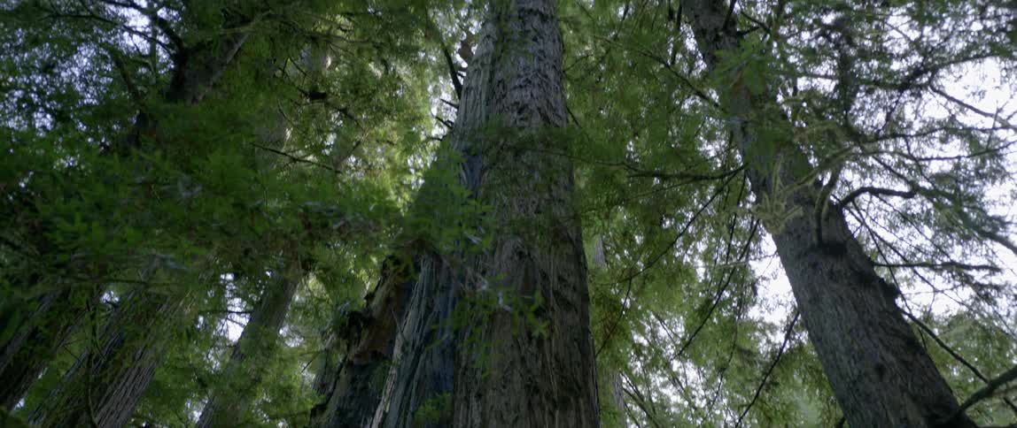 Man Exploring Redwood Forest