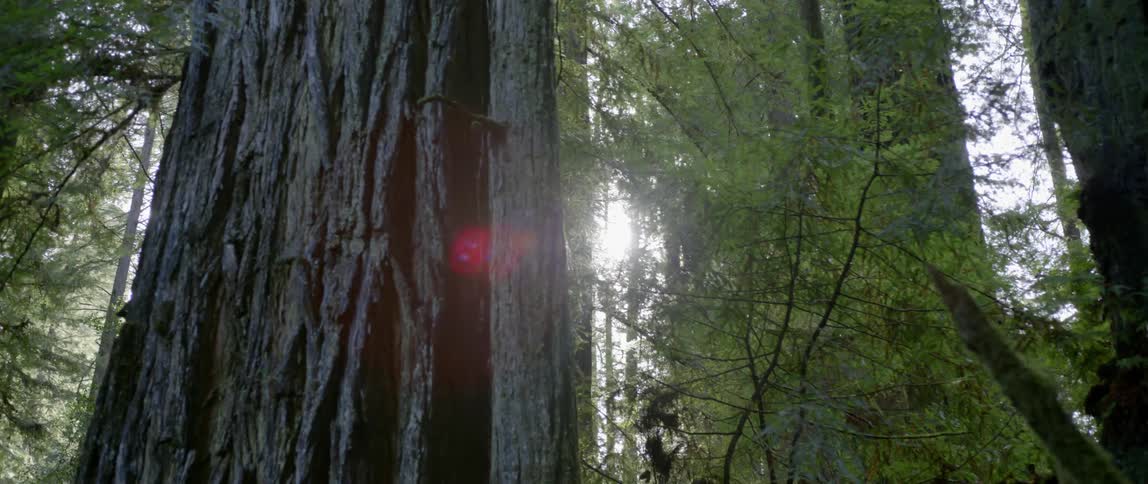 Sunlight shining through trees in a forest