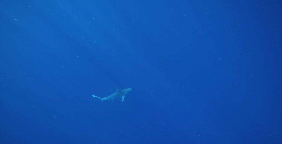 Deep below the ocean surface a large shark glides effortlessly through the water