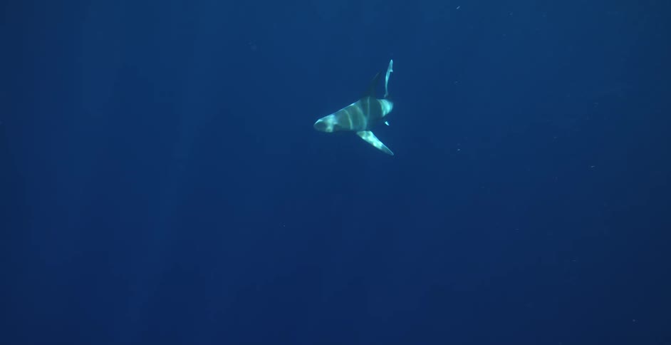 A person and a shark swimming under water