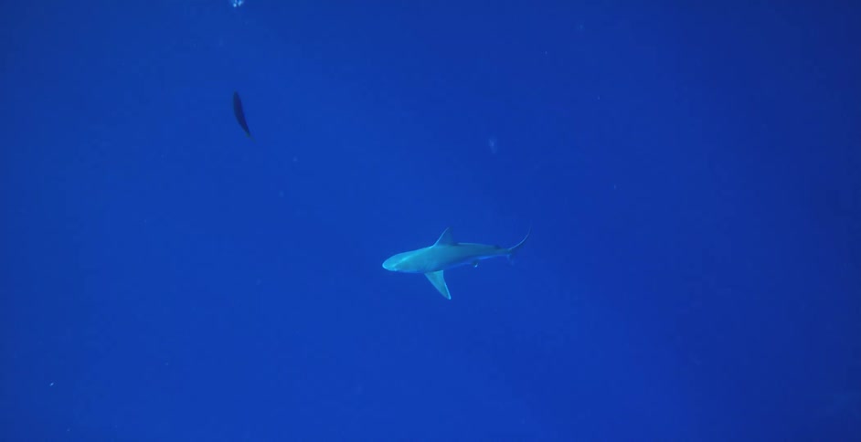 A shark swimming underwater with light and fishes