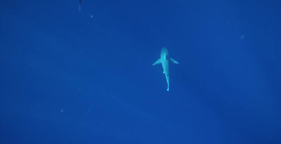 Sharks swimming in blue ocean water