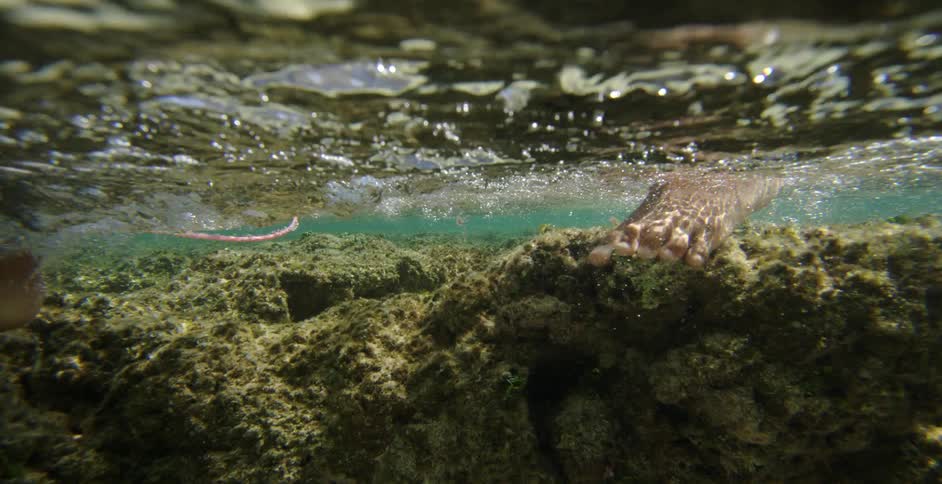 A persons feet walking on coral reefs underwater with sand