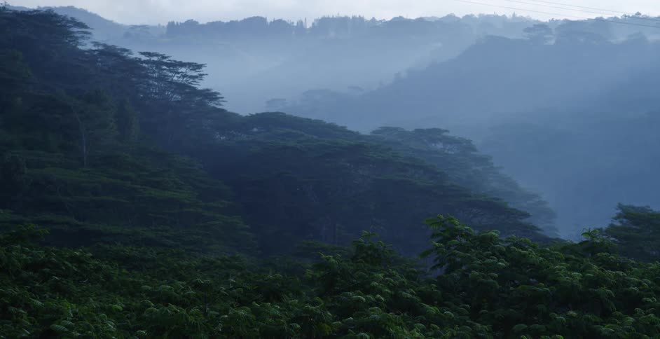 A fog shrouded valley in a forest during the day