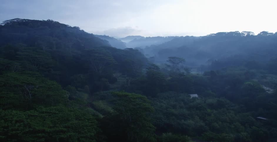 A dense jungle covering a hilly landscape on a misty day