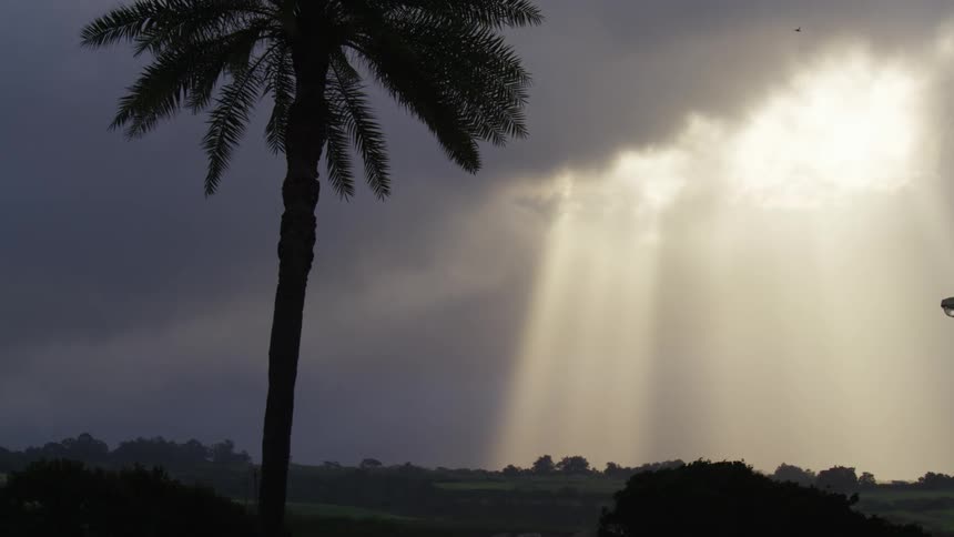Sunlight shining through dark clouds behind a silhouetted palm tree