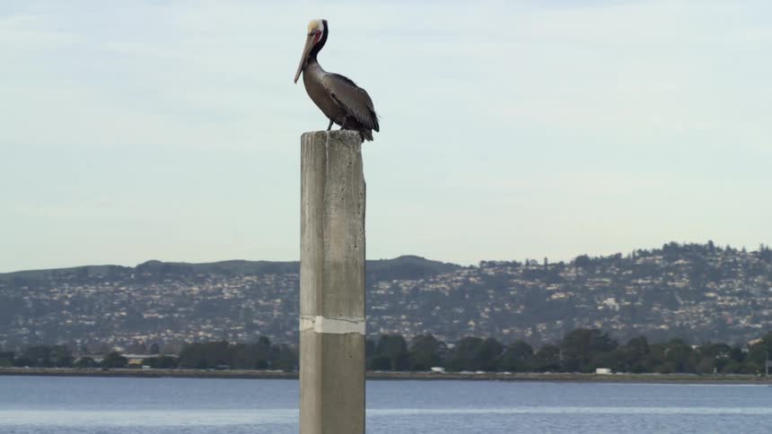 Pelican sits on wooden post near ocean across from misty shore