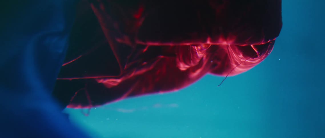Large red and blue cloths float underwater in a pool