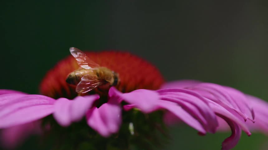 A bee collects pollen on a flower and then flies away
